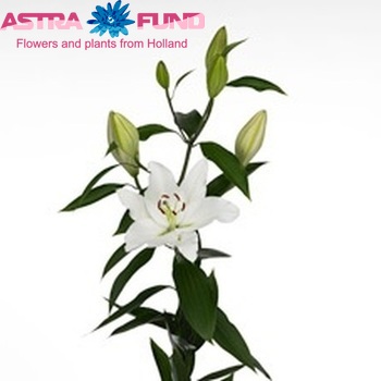 Lilium Oriental Grp 'Vasari' zdjęcie