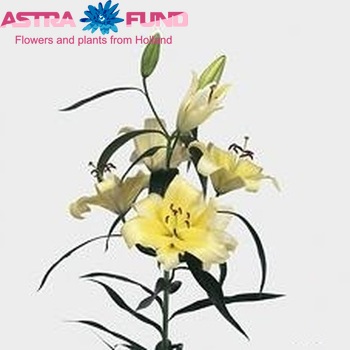 Lilium Oriental Grp 'Veronese' zdjęcie