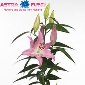 Lilium Oriental Grp X Factor фото