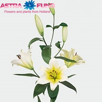 Lilium Oriental Grp 'Yellow Bride' Foto