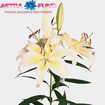 Lilium Oriental Grp 'Yellow Flash' zdjęcie