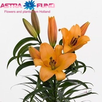 Lilium Oriental x Trumpet Grp 'Saltarello' Foto