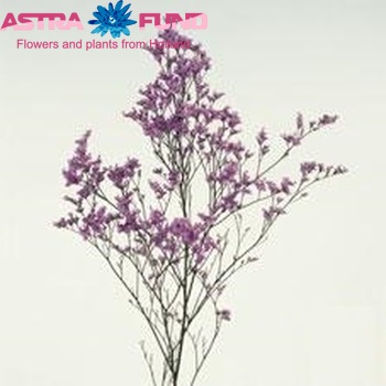 Limonium altaica Montana zdjęcie