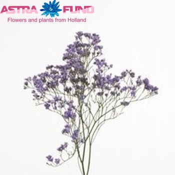 Limonium 'Double Blue Emile' photo