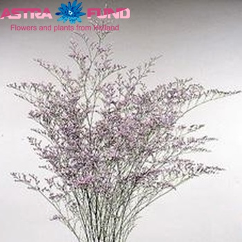 Limonium Ocean Blue zdjęcie