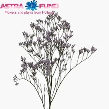 Limonium Safora Lilac zdjęcie