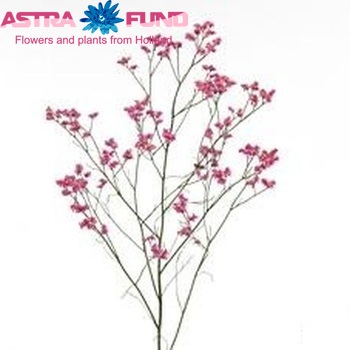 Limonium sinensis Hot Pink Diamond foto