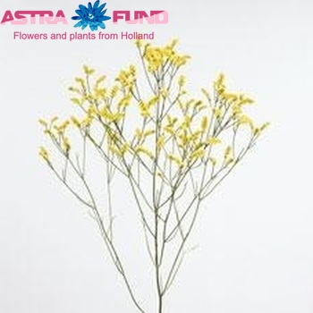 Limonium sinensis Lemon Diamond photo