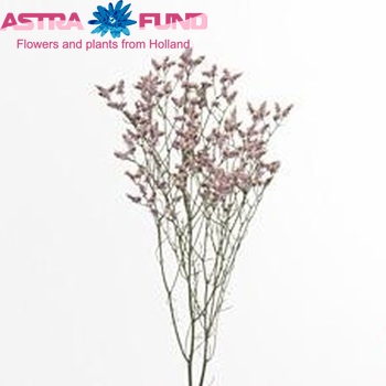 Limonium sinensis Pink Activa zdjęcie