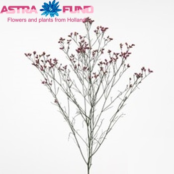 Limonium sinensis Sensy Dark Pink foto