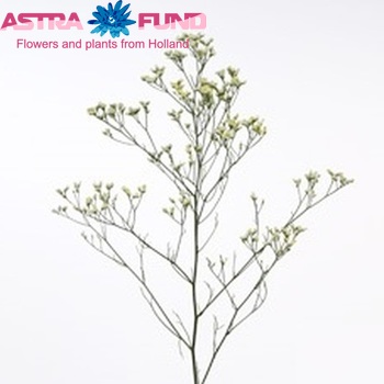 Limonium sinensis Virgin Diamond foto