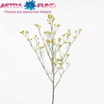 Limonium sinensis Yellow Activa zdjęcie