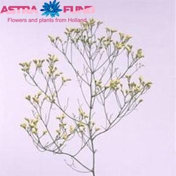 Limonium sinensis Yellow Diamond Foto