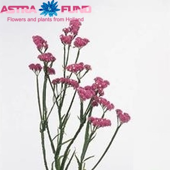 Limonium sinuatum Amazon Birds zdjęcie