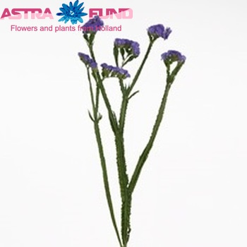 Limonium sinuatum Ara Blue zdjęcie