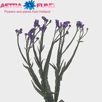 Limonium sinuatum Azur Wings zdjęcie