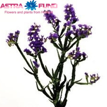 Limonium sinuatum 'Blue Birds' photo