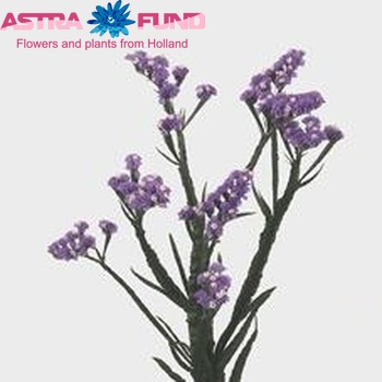 Limonium sinuatum 'Blue Sky' zdjęcie