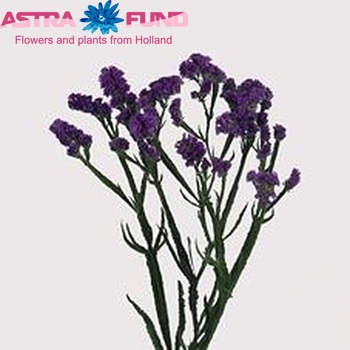 Limonium sinuatum 'Blue Star' Foto