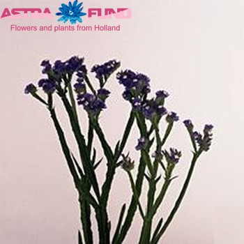 Limonium sinuatum Blue Wings Foto