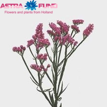 Limonium sinuatum Cherry Wings zdjęcie