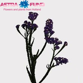 Limonium sinuatum 'Crystal Dark Blue' zdjęcie