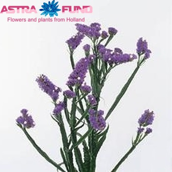 Limonium sinuatum 'Crystal Light Blue' foto