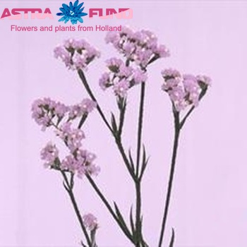 Limonium sinuatum 'Crystal Pastel Violet' zdjęcie