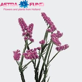 Limonium sinuatum 'Crystal Pink' foto