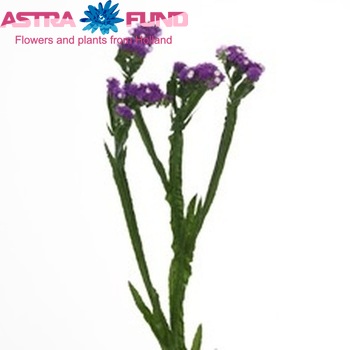 Limonium sinuatum 'Crystal Purple' foto