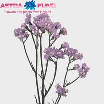 Limonium sinuatum 'Crystal Sky Blue' zdjęcie