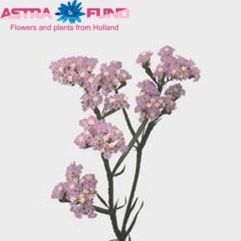 Limonium sinuatum 'Crystal Violet' фото