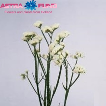 Limonium sinuatum 'Crystal White' Foto