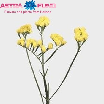 Limonium sinuatum Crystal Yellow Foto