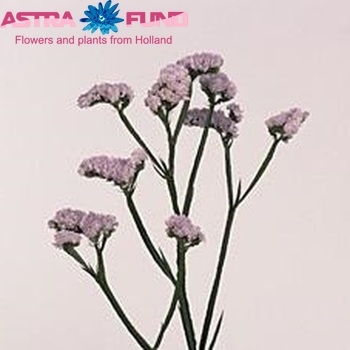 Limonium sinuatum Donau Birds photo