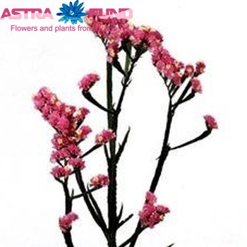 Limonium sinuatum Flash Pink photo