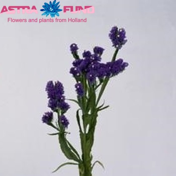 Limonium sinuatum Giant Blue Birds / Cristal Dark Blue Foto