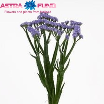 Limonium sinuatum Girlie Wings photo