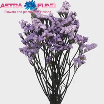 Limonium sinuatum 'Light Blue Star' фото