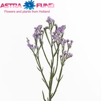 Limonium sinuatum 'Light Pink Star' фото