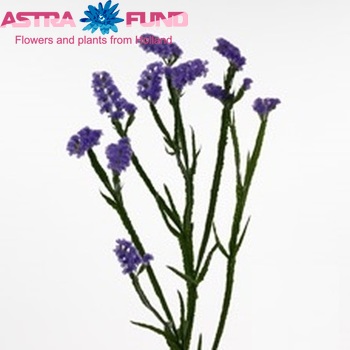 Limonium sinuatum Бузок Сонячні птахи фото