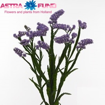 Limonium sinuatum Madeira Sun Birds foto