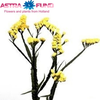 Limonium sinuatum 'Million Yellow' Foto