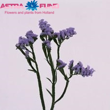 Limonium sinuatum 'Millum Blue' Foto