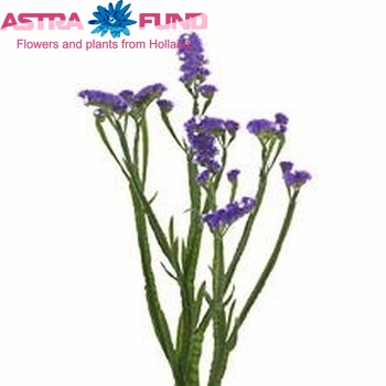 Limonium sinuatum Mystic Blue Birds photo