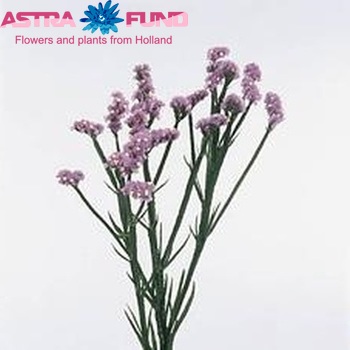 Limonium sinuatum New Happy Wings photo