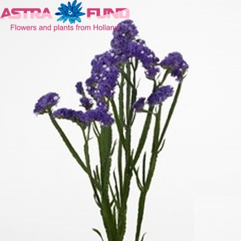 Limonium sinuatum Ocean Sun Birds foto