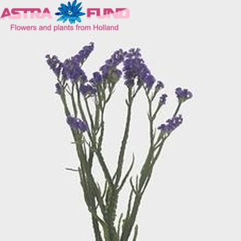 Limonium sinuatum 'Olympic Dark Blue' Foto