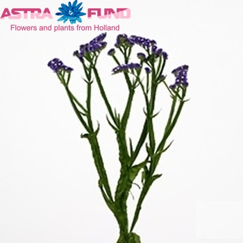 Limonium sinuatum Pacific Wings фото