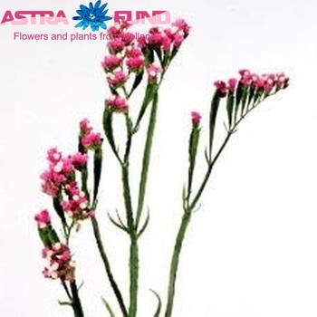 Limonium sinuatum 'Pink Birds' foto